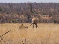Marion, Romane South Africa 2014 (18 of 19) : KNP Pharlaborwa, Marion visit